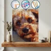 Yatan Bir Köpek — Sayılarla Boyama Seti